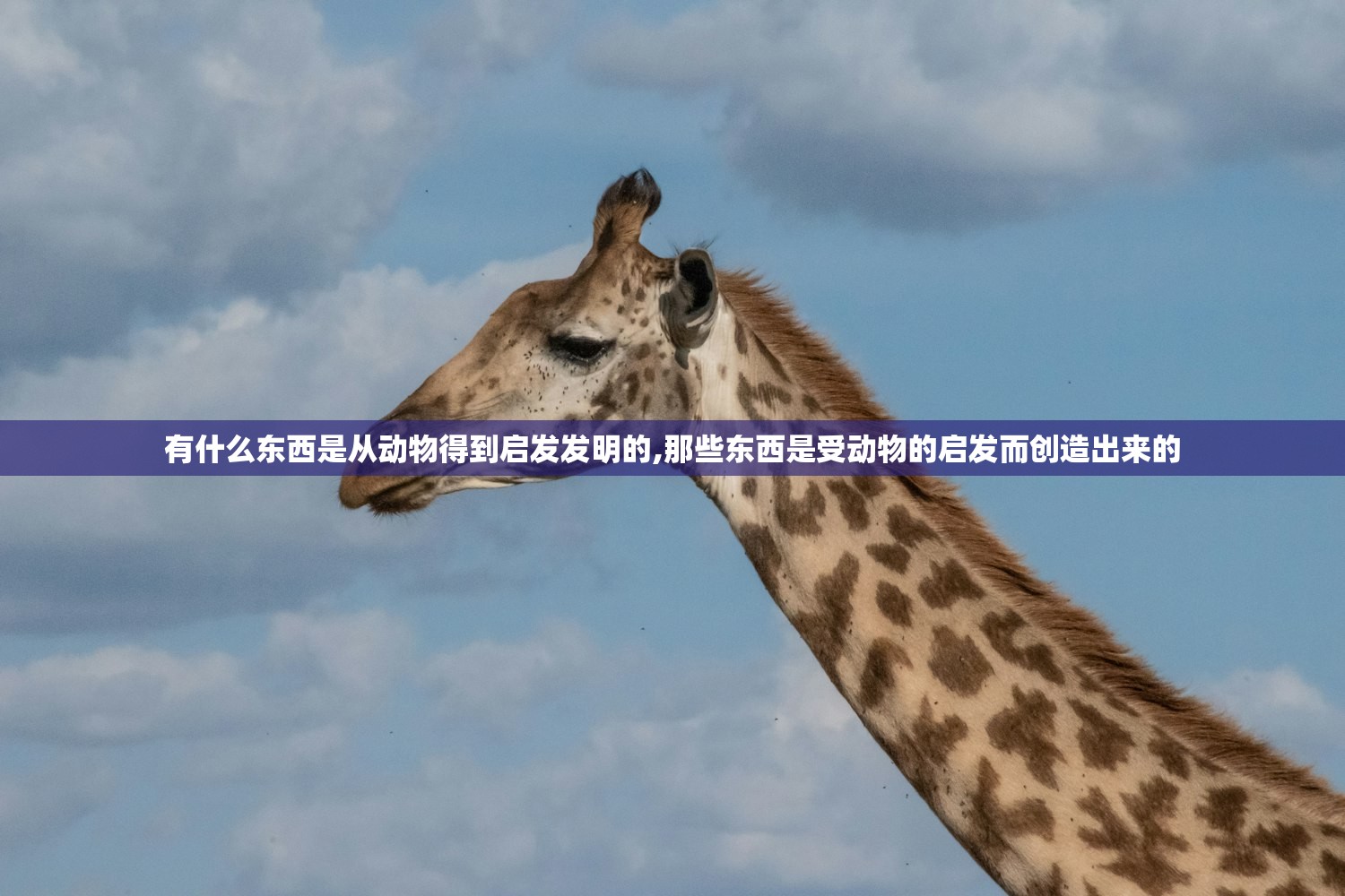 有什么东西是从动物得到启发发明的,那些东西是受动物的启发而创造出来的 有什么东西是从动物得到启发发明的,那些东西是受动物的启发而创造出来的