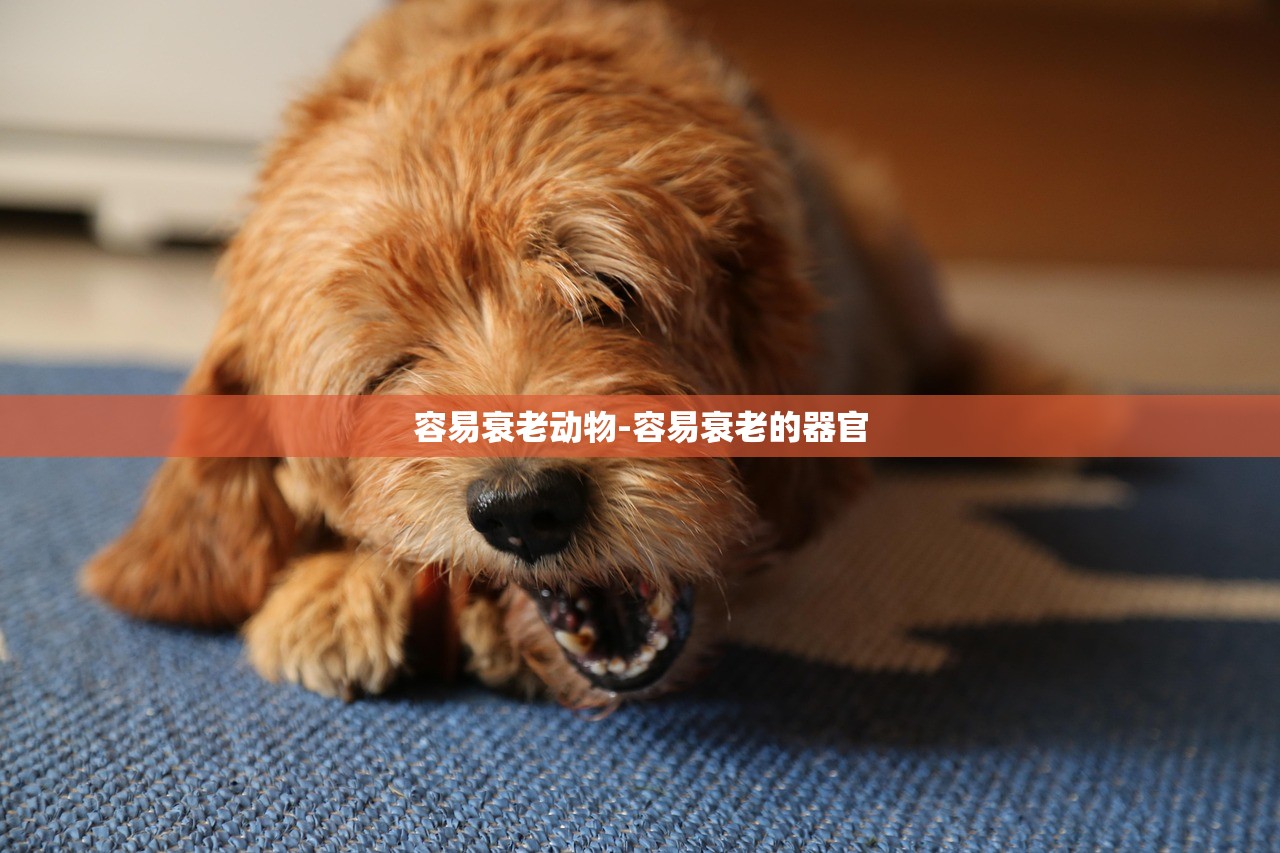 容易衰老动物-容易衰老的器官 容易衰老动物-容易衰老的器官