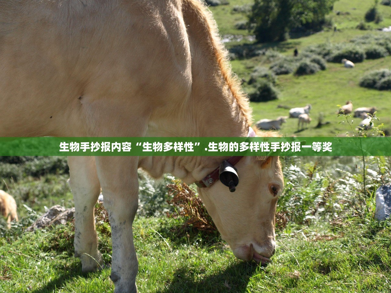生物手抄报内容“生物多样性”.生物的多样性手抄报一等奖