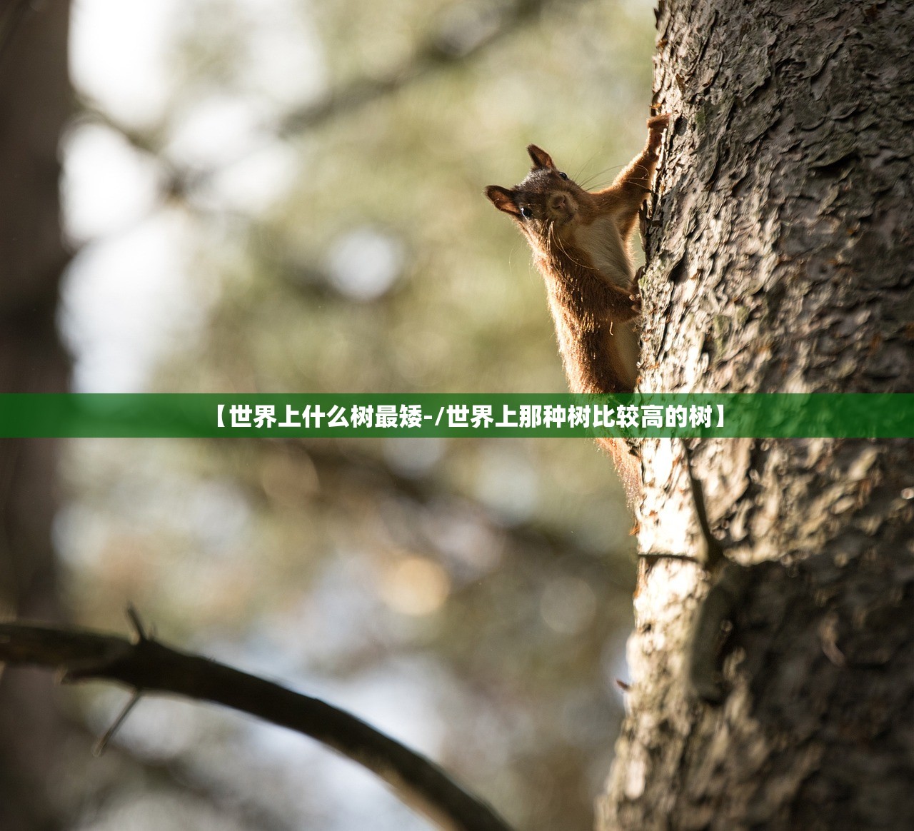 【世界上什么树最矮-/世界上那种树比较高的树】