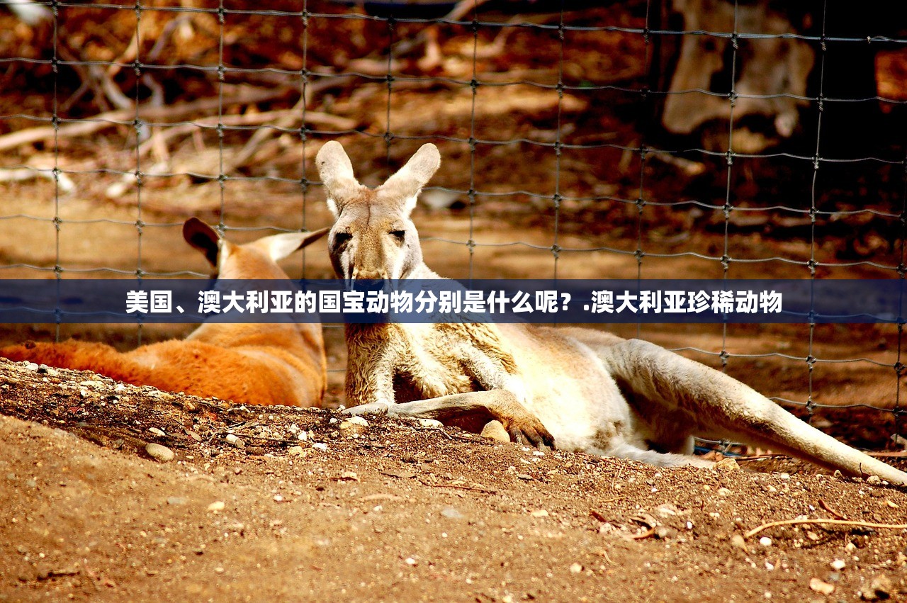 美国、澳大利亚的国宝动物分别是什么呢？.澳大利亚珍稀动物