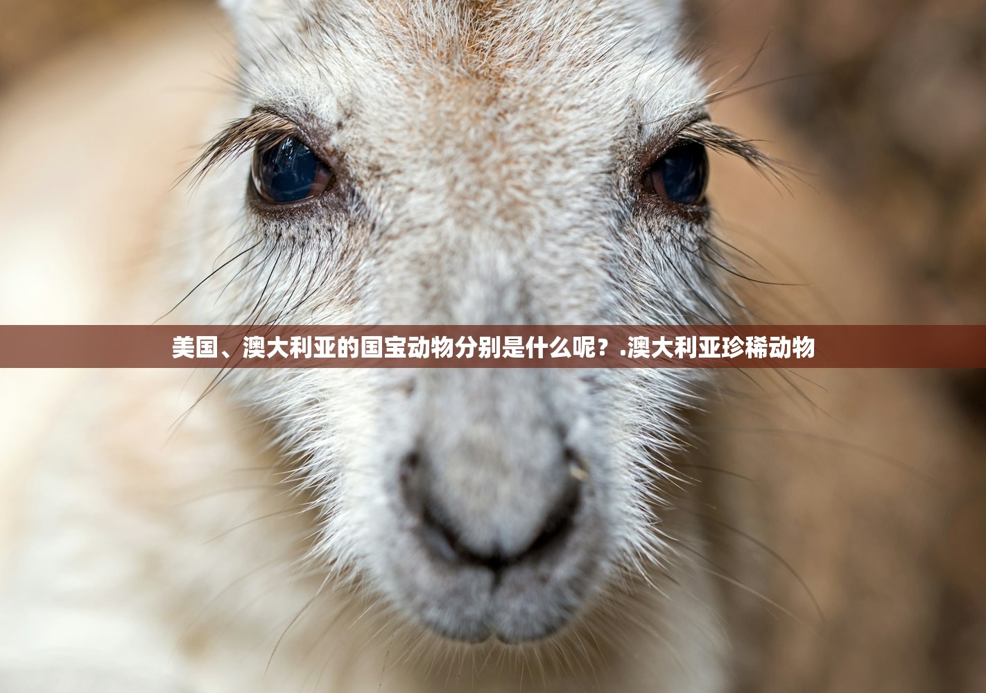 美国、澳大利亚的国宝动物分别是什么呢？.澳大利亚珍稀动物