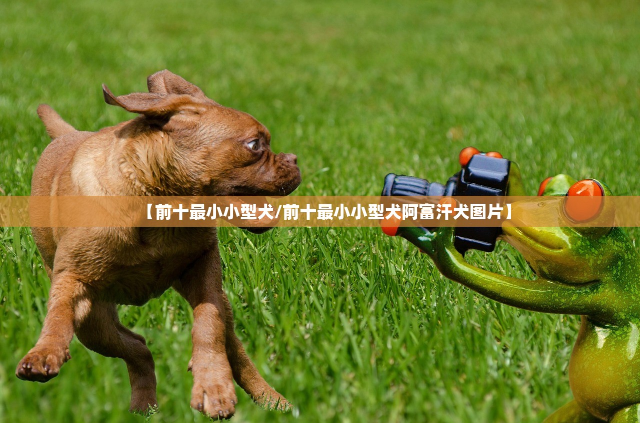 【前十最小小型犬/前十最小小型犬阿富汗犬图片】