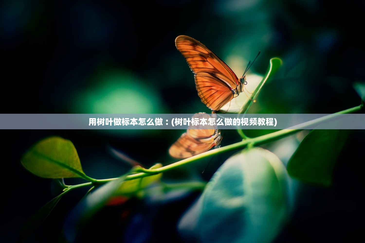 用树叶做标本怎么做︰(树叶标本怎么做的视频教程)