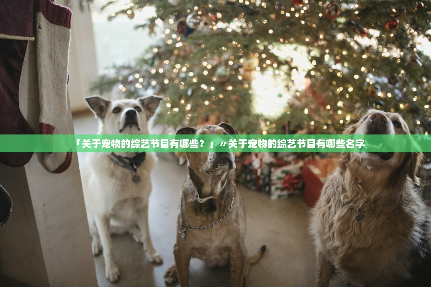 「关于宠物的综艺节目有哪些？」〃关于宠物的综艺节目有哪些名字