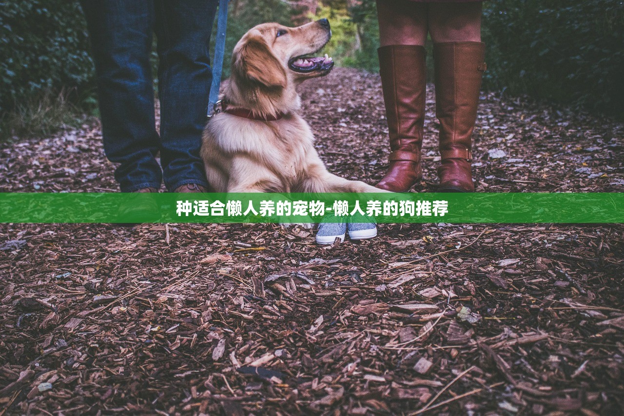 种适合懒人养的宠物-懒人养的狗推荐