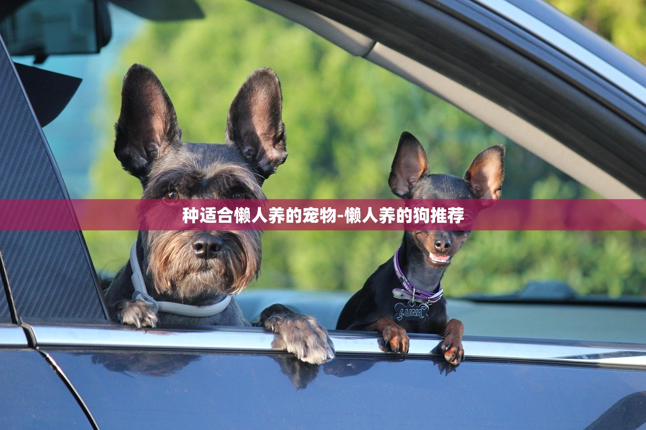种适合懒人养的宠物-懒人养的狗推荐