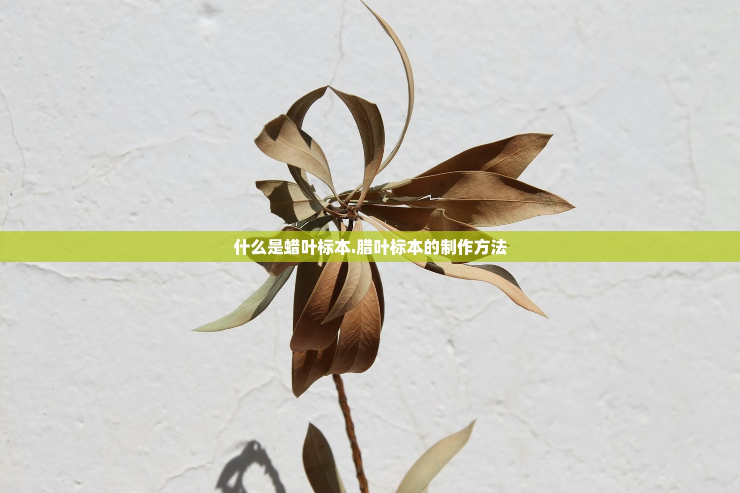 什么是蜡叶标本.腊叶标本的制作方法