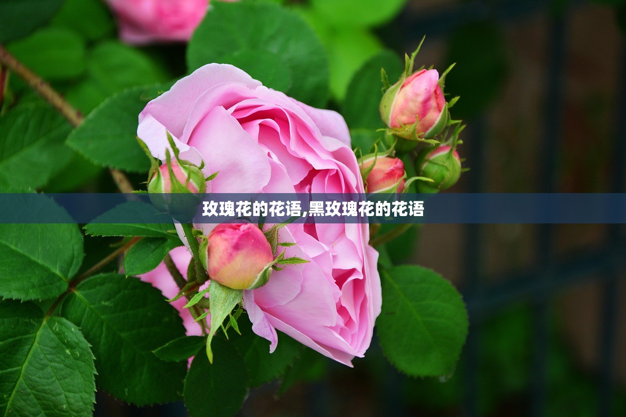 玫瑰花的花语,黑玫瑰花的花语 玫瑰花的花语,黑玫瑰花的花语