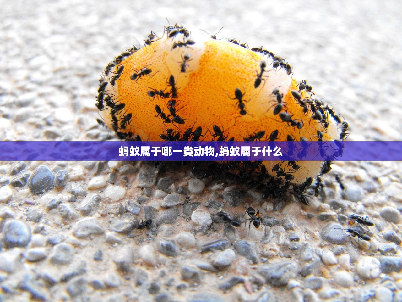 蚂蚁属于哪一类动物,蚂蚁属于什么