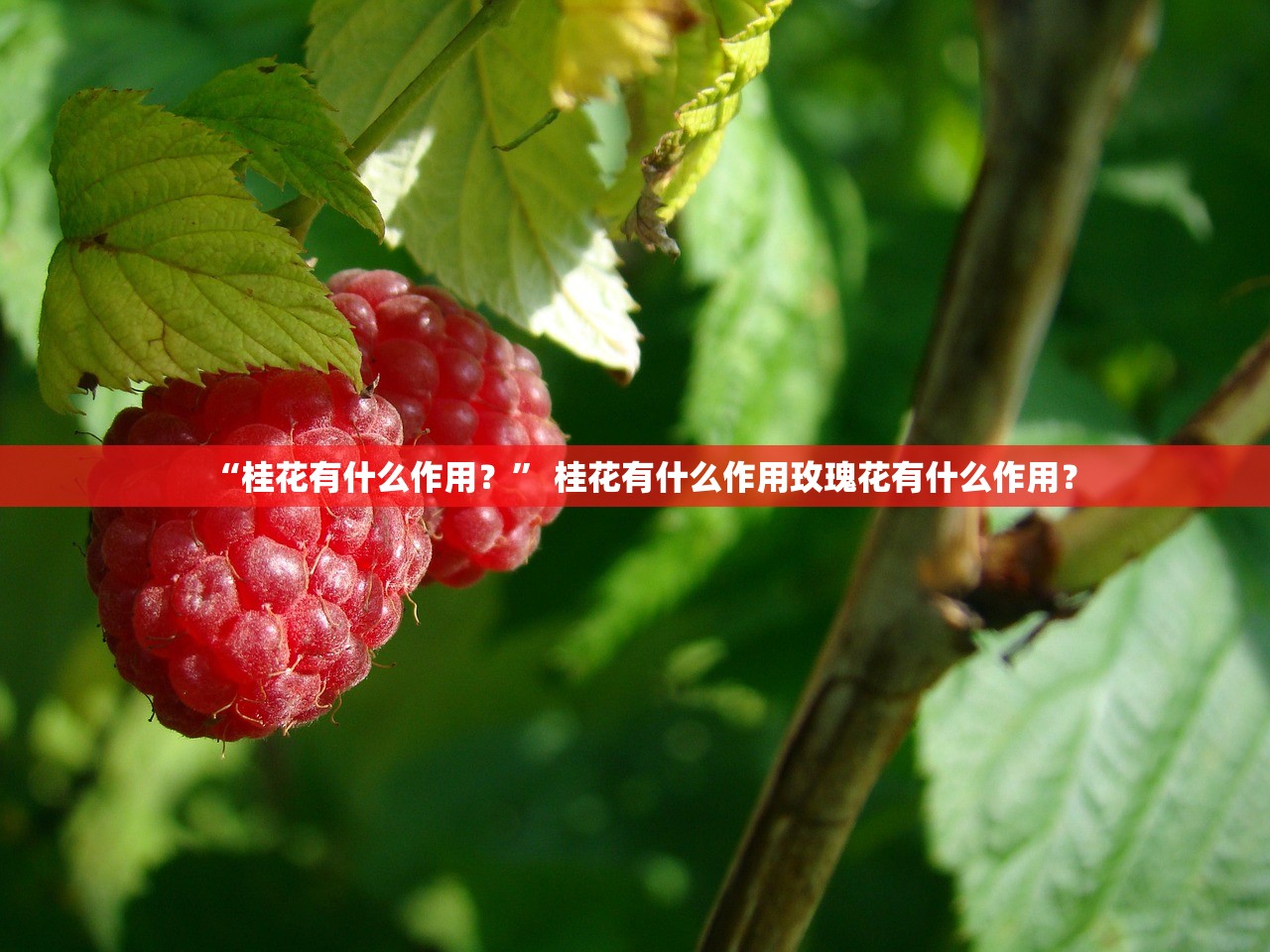 “桂花有什么作用？” 桂花有什么作用玫瑰花有什么作用？