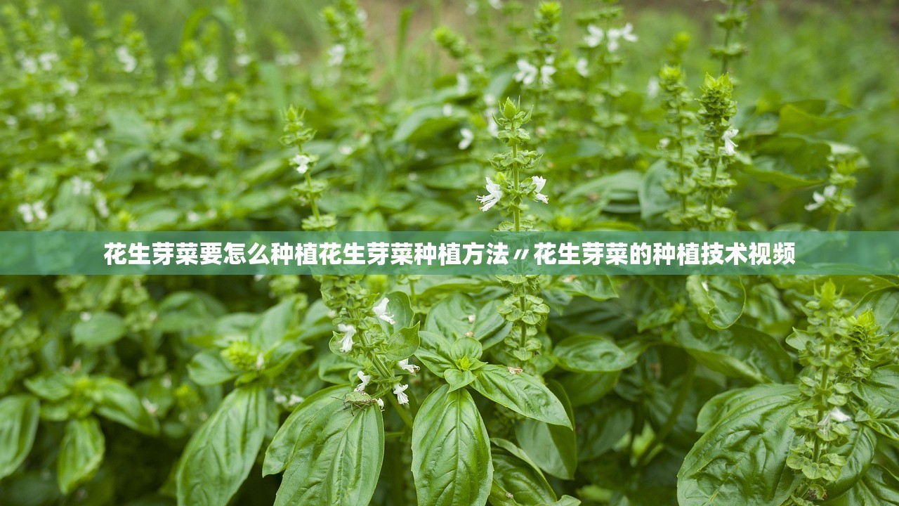 花生芽菜要怎么种植花生芽菜种植方法〃花生芽菜的种植技术视频