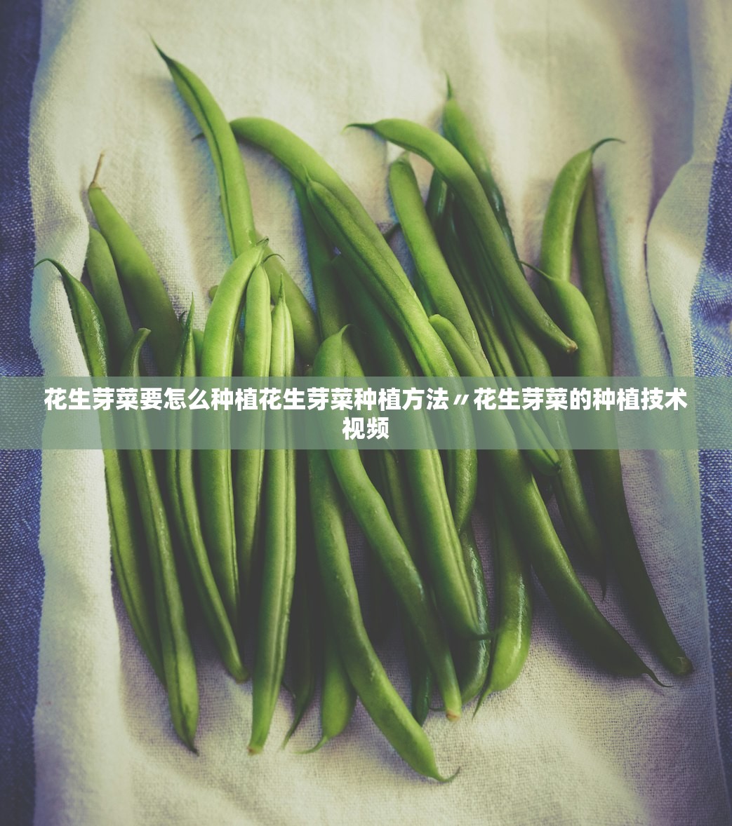 花生芽菜要怎么种植花生芽菜种植方法〃花生芽菜的种植技术视频