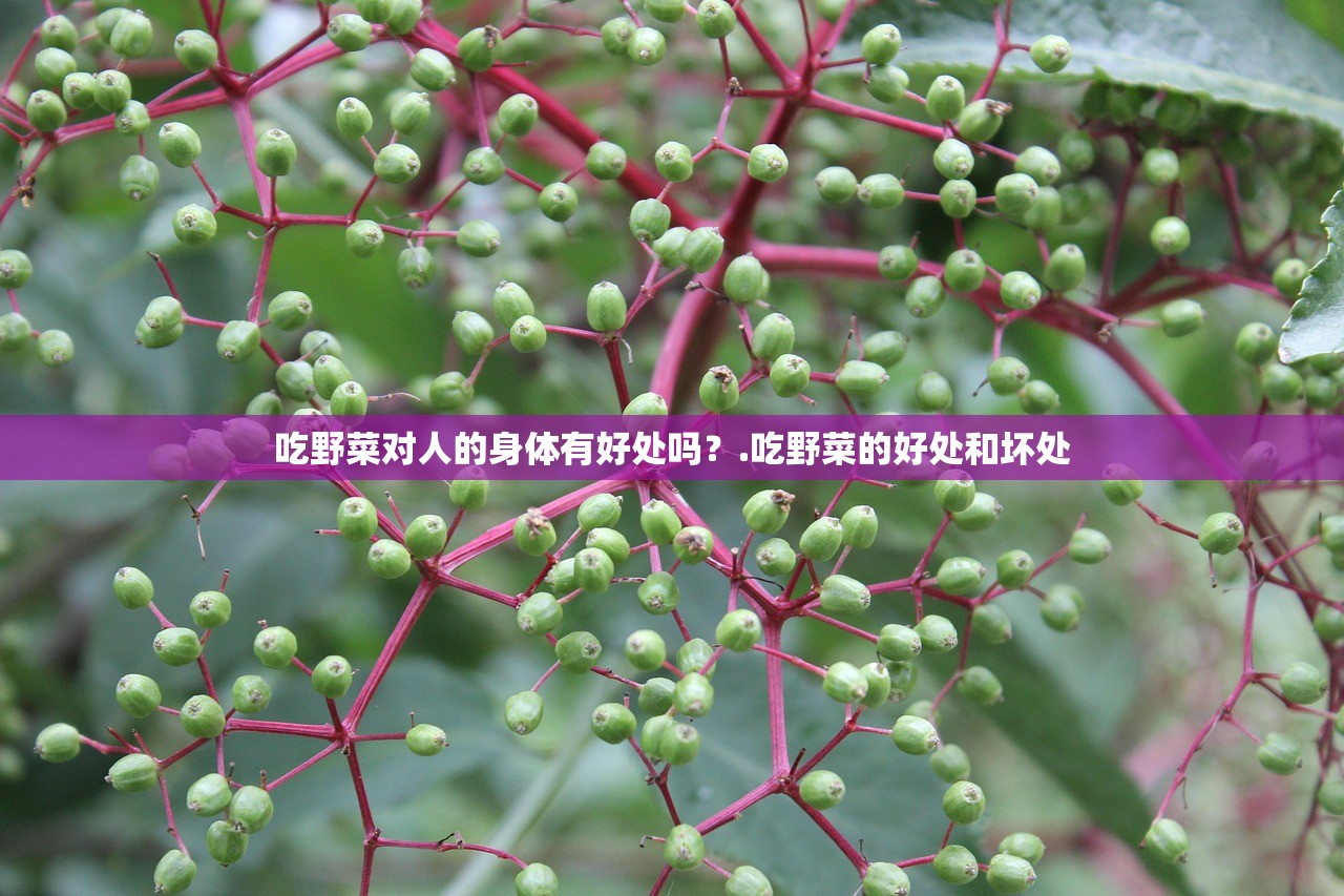 吃野菜对人的身体有好处吗？.吃野菜的好处和坏处