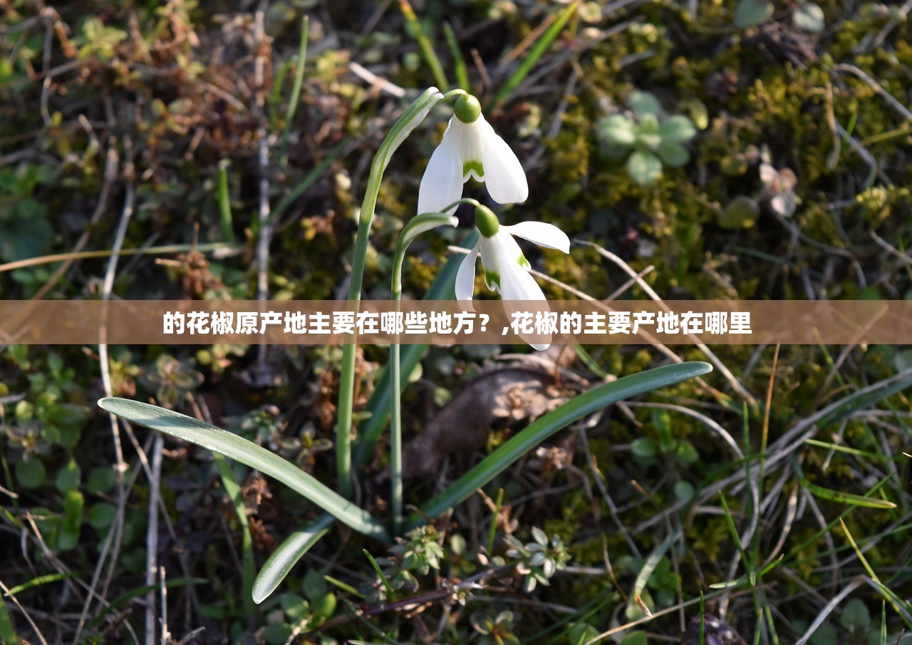 的花椒原产地主要在哪些地方？,花椒的主要产地在哪里