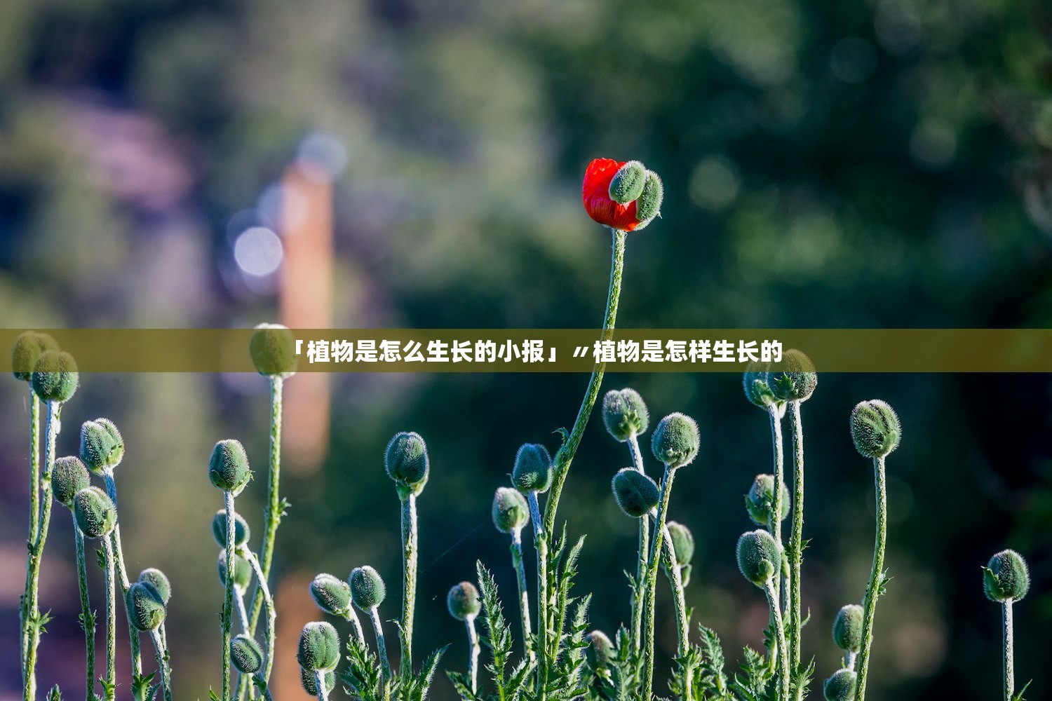 「植物是怎么生长的小报」〃植物是怎样生长的