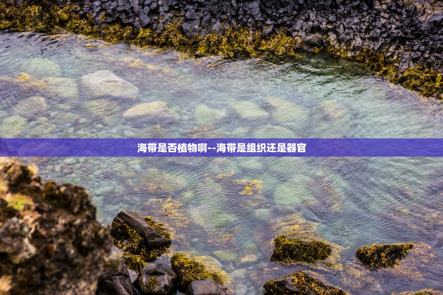 海带是否植物啊--海带是组织还是器官