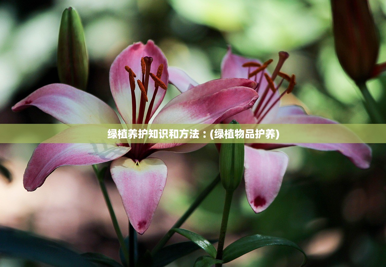 绿植养护知识和方法︰(绿植物品护养)