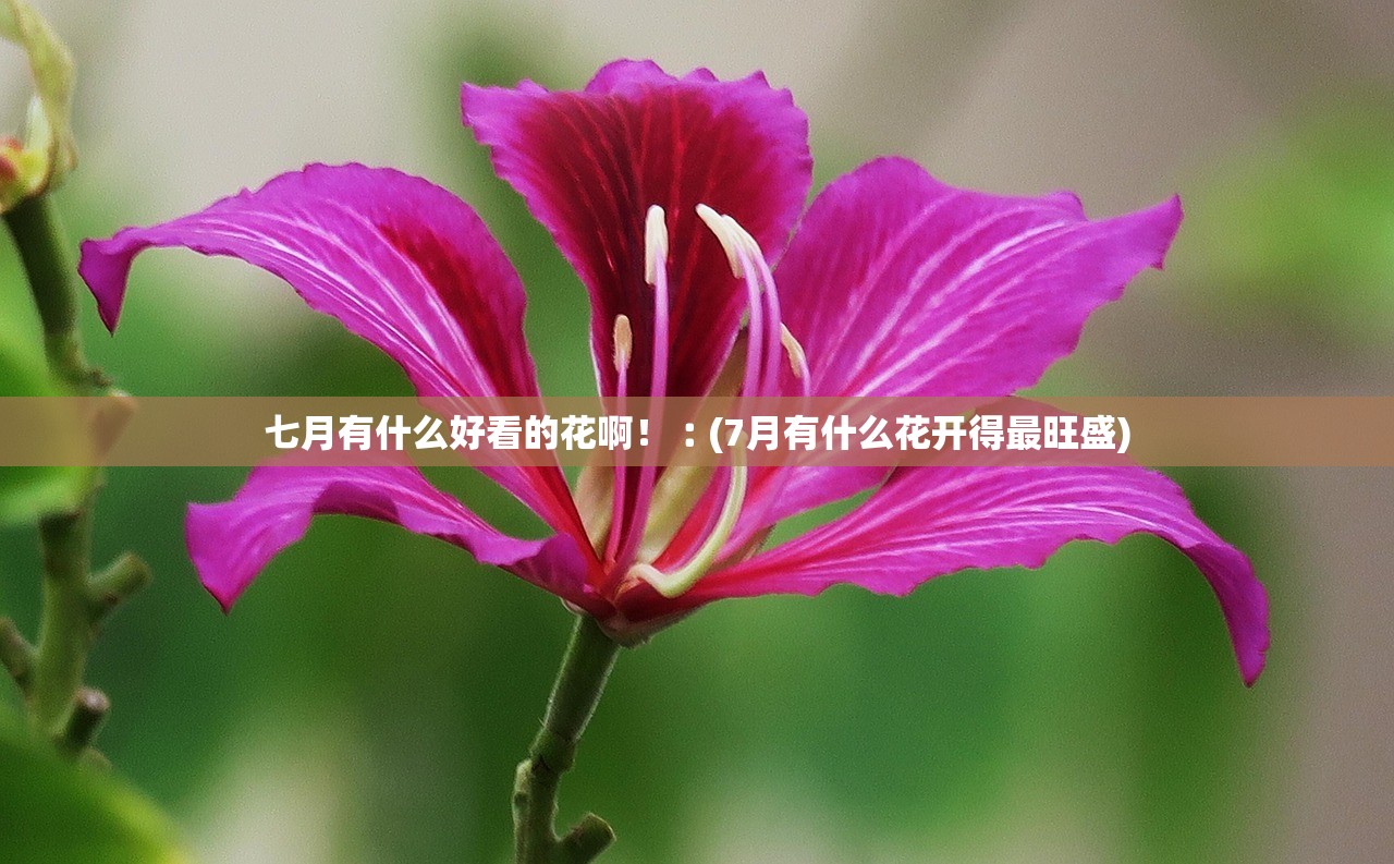 七月有什么好看的花啊!︰(7月有什么花开得最旺盛) 七月有什么好看的花啊!︰(7月有什么花开得最旺盛)