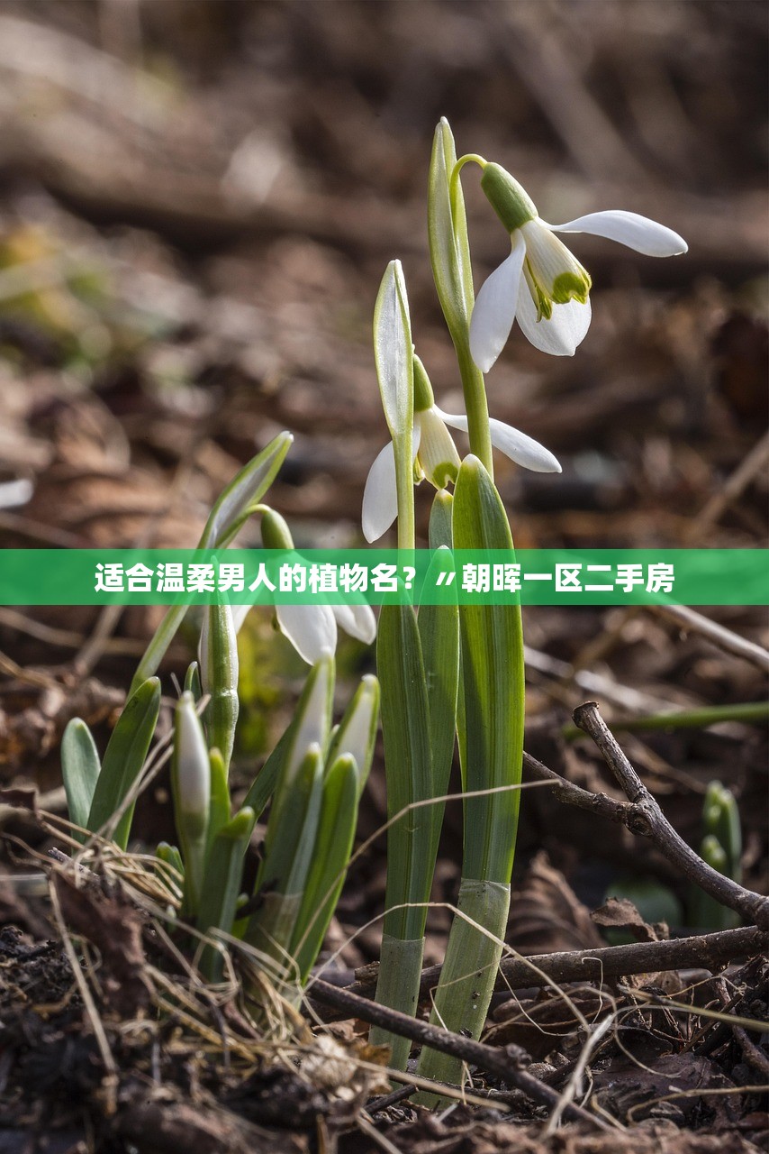 适合温柔男人的植物名？〃朝晖一区二手房