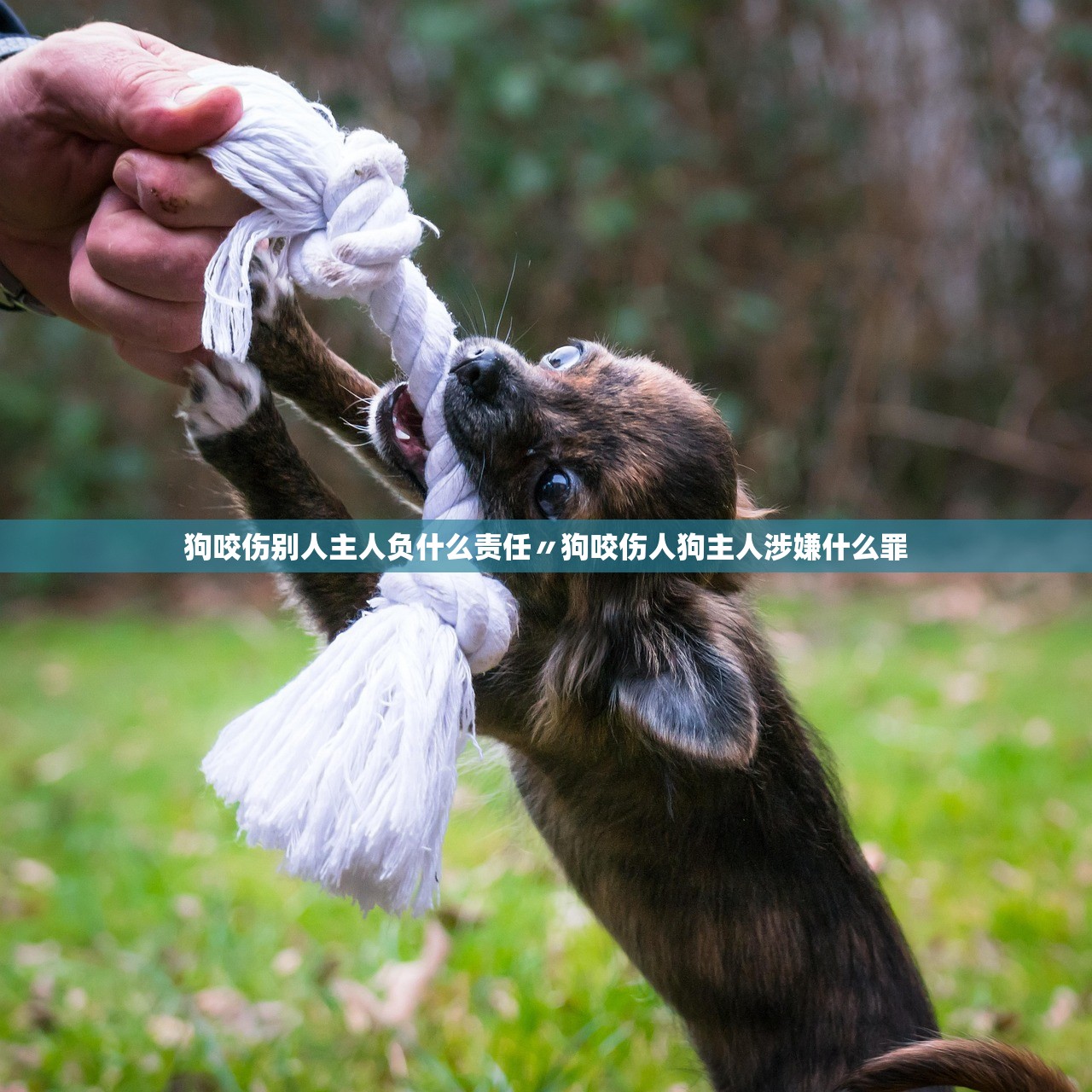 狗咬伤别人主人负什么责任〃狗咬伤人狗主人涉嫌什么罪