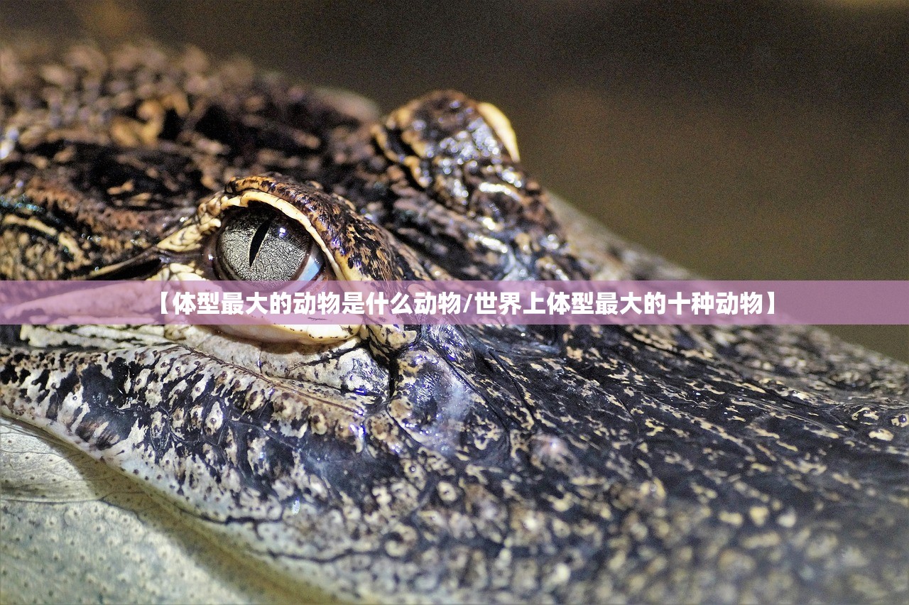【体型最大的动物是什么动物/世界上体型最大的十种动物】