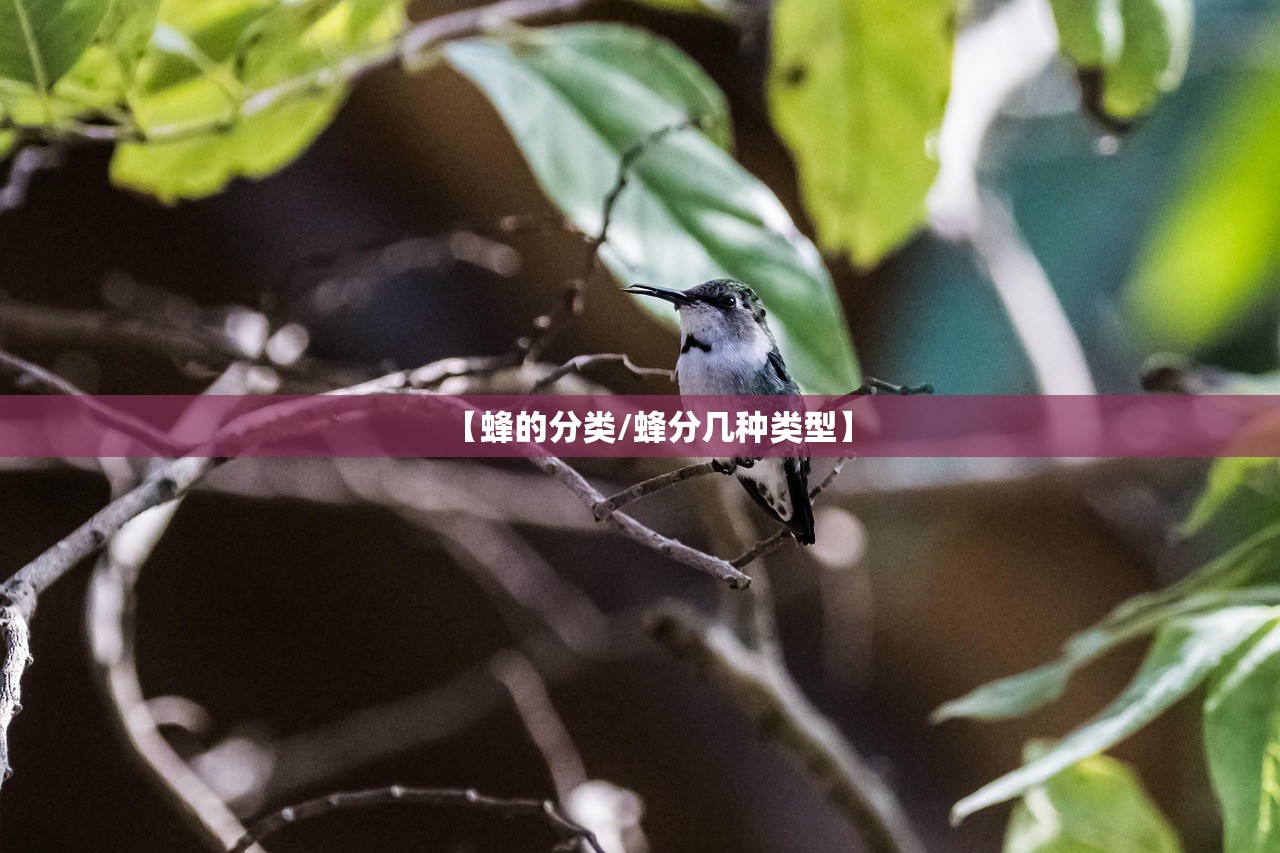【蜂的分类/蜂分几种类型】