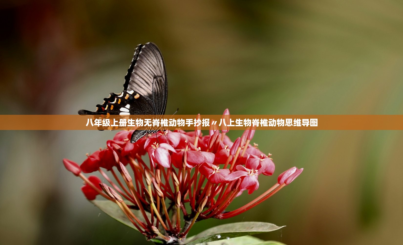 八年级上册生物无脊椎动物手抄报〃八上生物脊椎动物思维导图