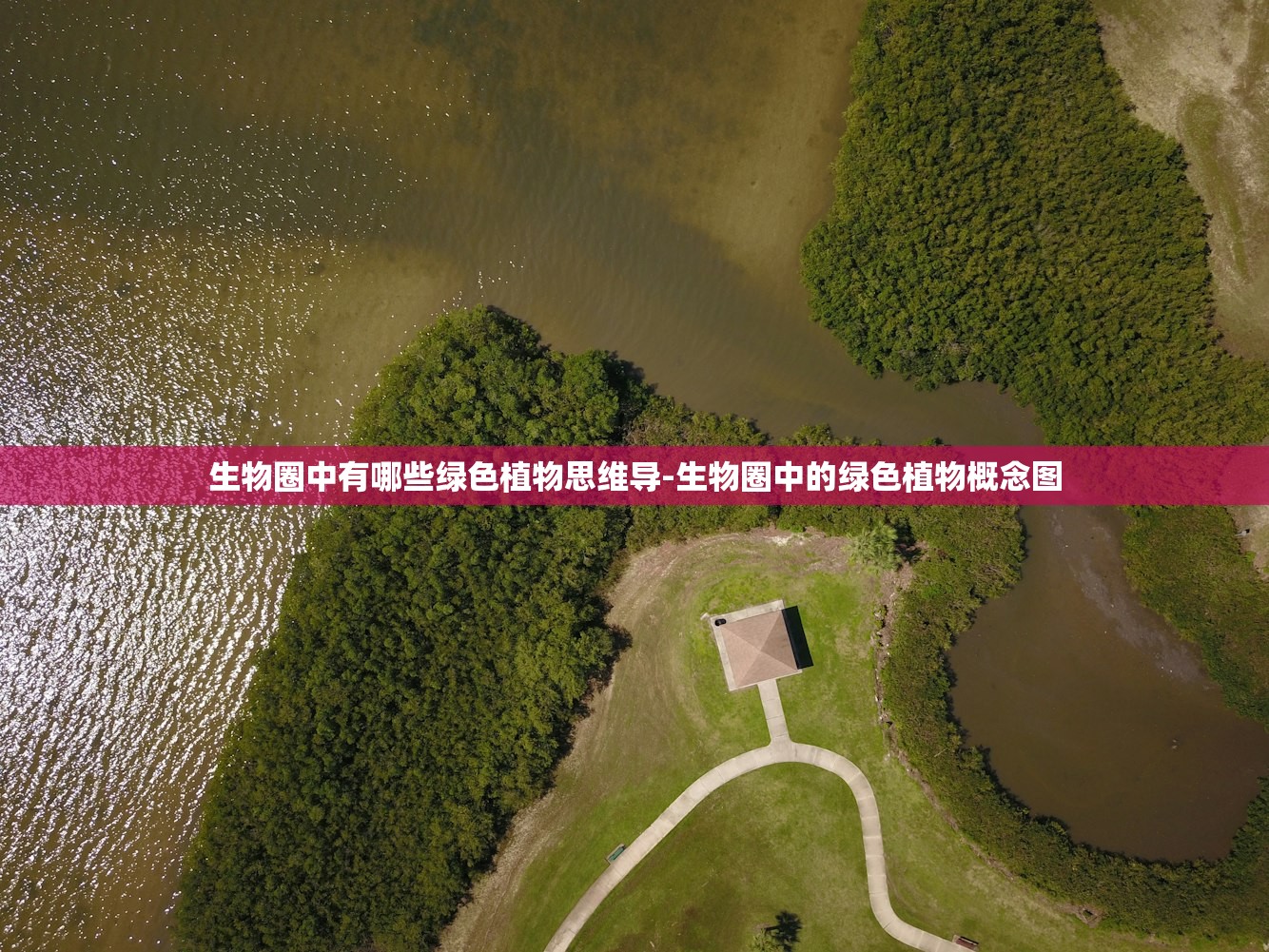 生物圈中有哪些绿色植物思维导-生物圈中的绿色植物概念图