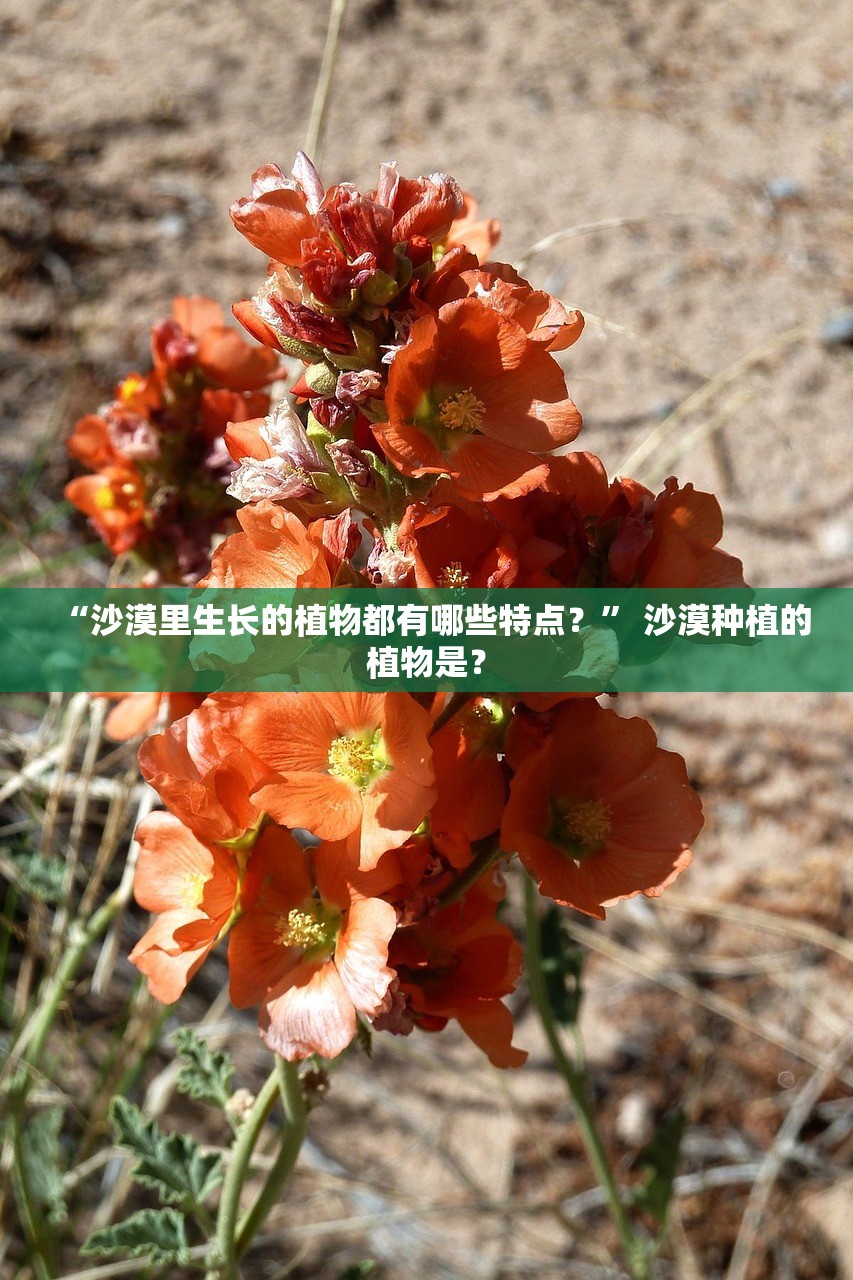 “沙漠里生长的植物都有哪些特点？” 沙漠种植的植物是？