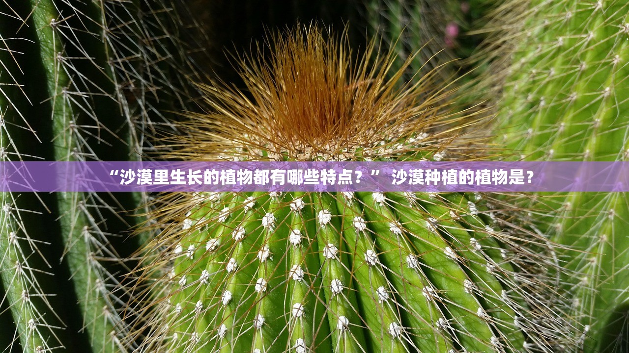 “沙漠里生长的植物都有哪些特点？” 沙漠种植的植物是？