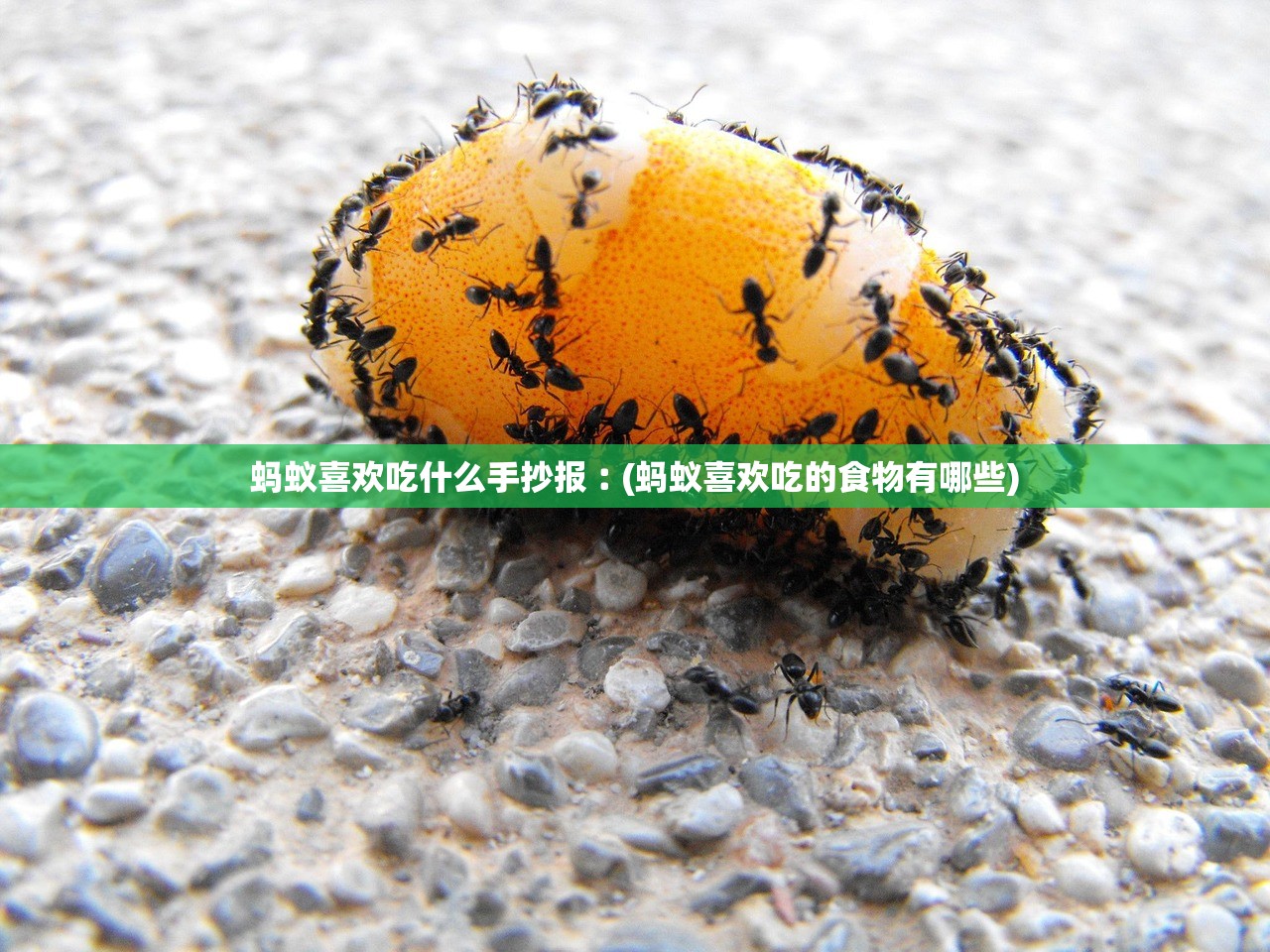 蚂蚁喜欢吃什么手抄报︰(蚂蚁喜欢吃的食物有哪些)