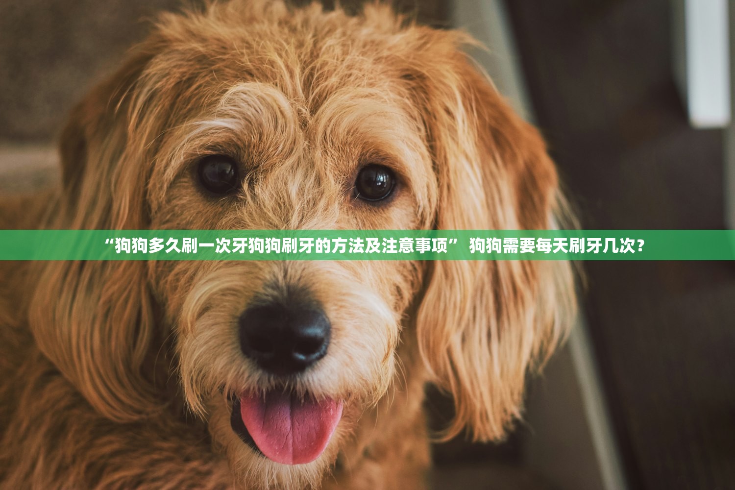 “狗狗多久刷一次牙狗狗刷牙的方法及注意事项	” 狗狗需要每天刷牙几次？
