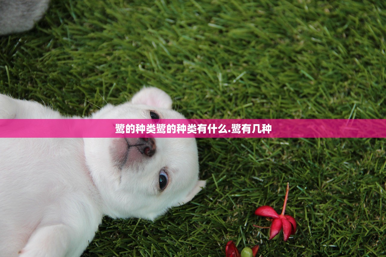 鹭的种类鹭的种类有什么.鹭有几种