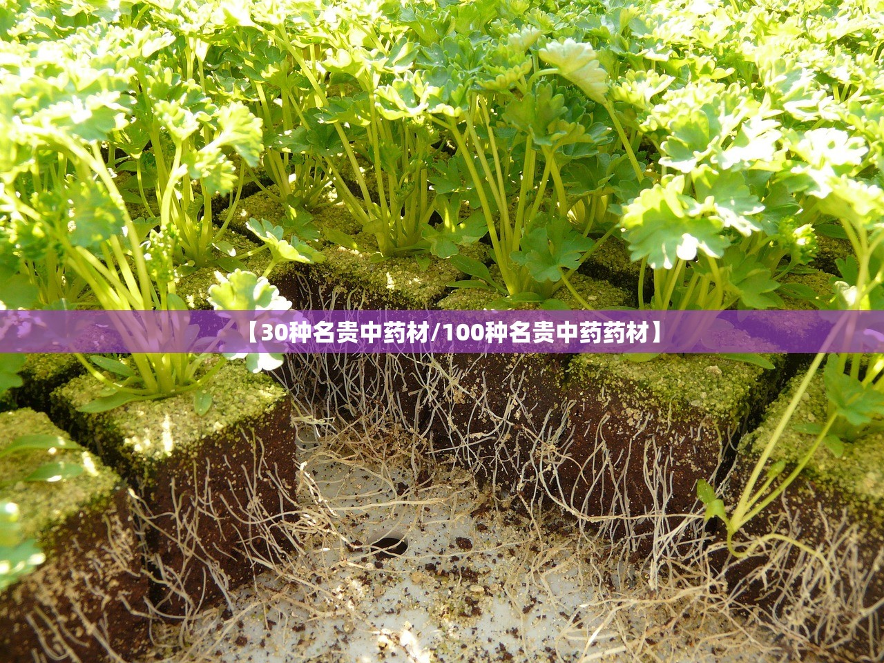 【30种名贵中药材/100种名贵中药药材】
