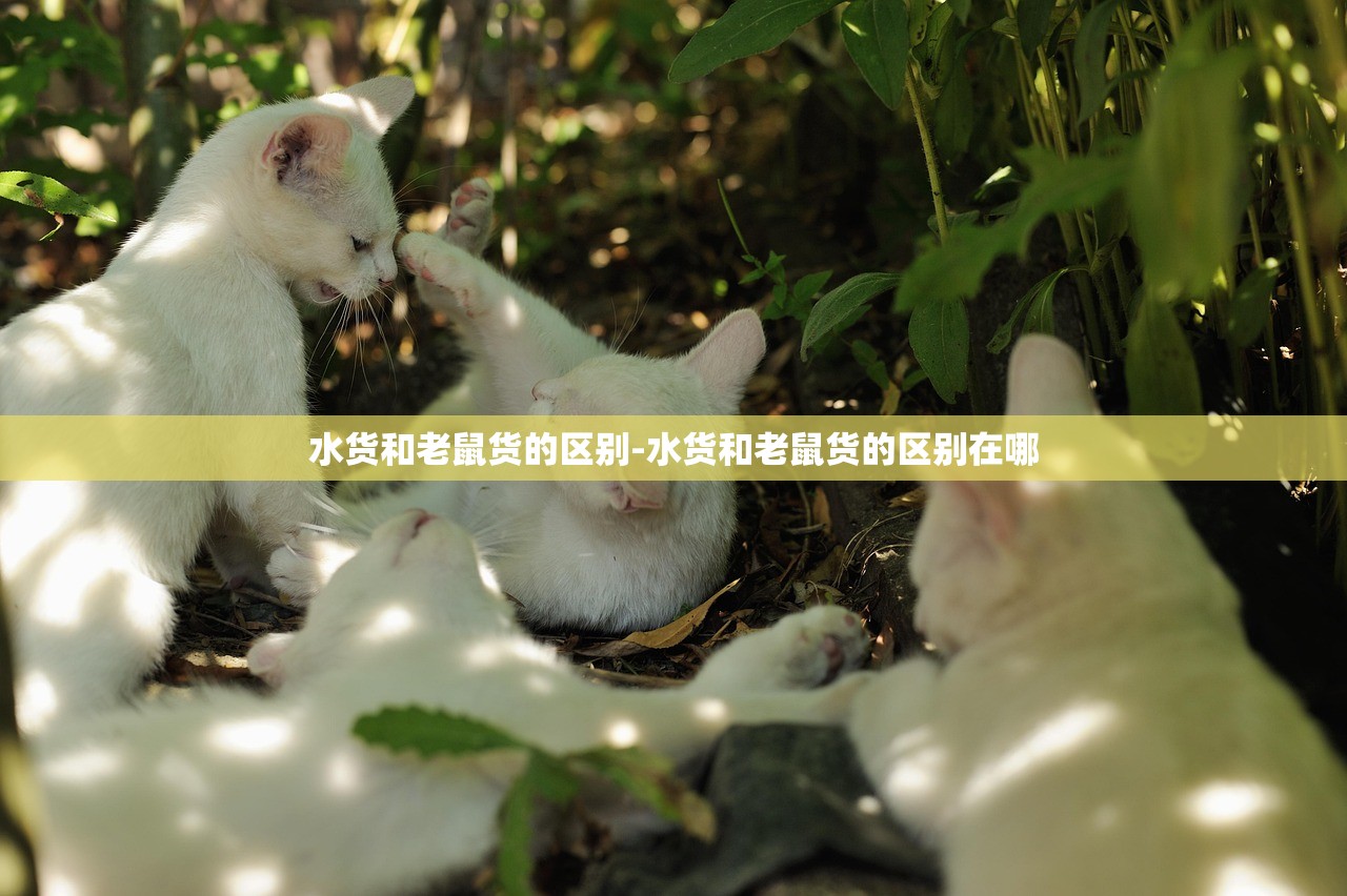 水货和老鼠货的区别-水货和老鼠货的区别在哪