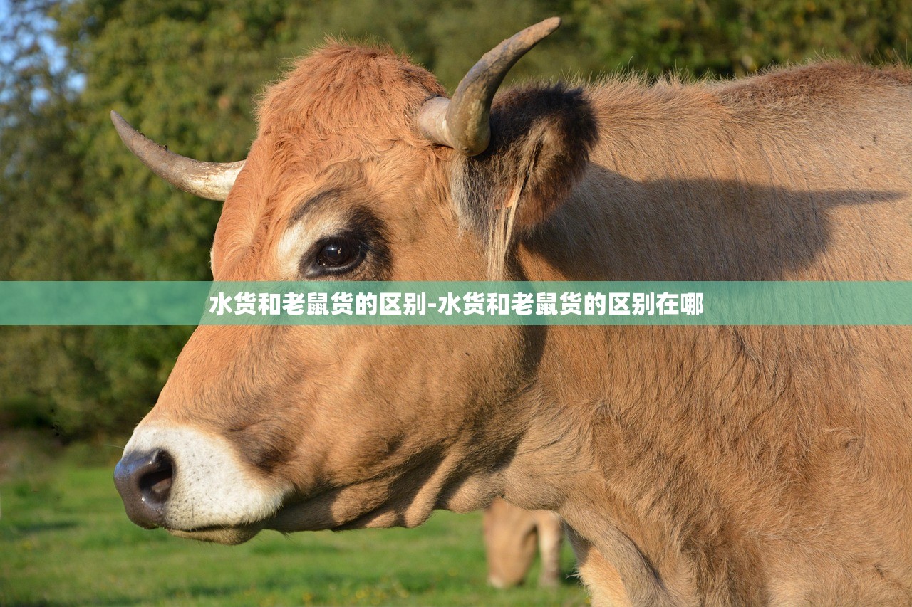 水货和老鼠货的区别-水货和老鼠货的区别在哪 水货和老鼠货的区别-水货和老鼠货的区别在哪