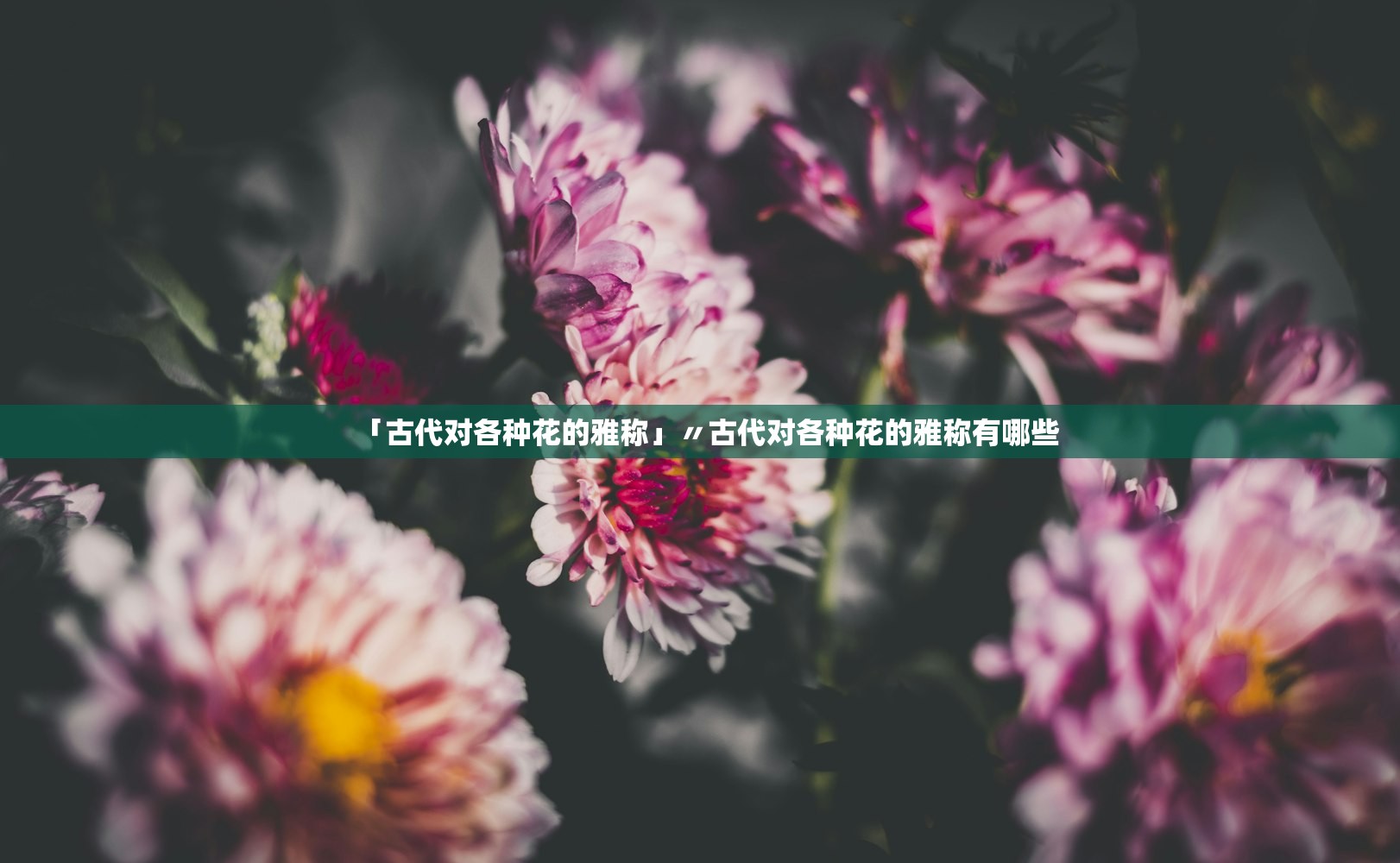 「古代对各种花的雅称」〃古代对各种花的雅称有哪些