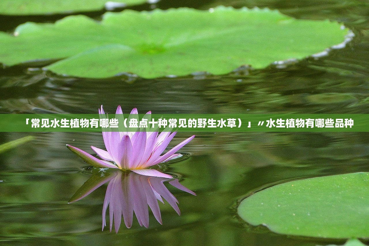 「常见水生植物有哪些（盘点十种常见的野生水草）」〃水生植物有哪些品种