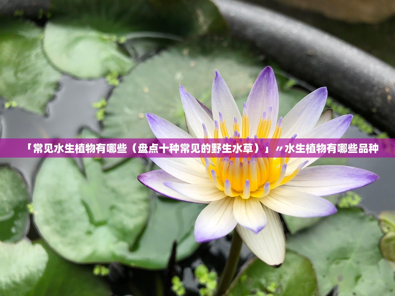 「常见水生植物有哪些（盘点十种常见的野生水草）」〃水生植物有哪些品种