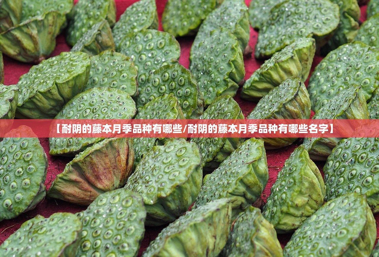 【耐阴的藤本月季品种有哪些/耐阴的藤本月季品种有哪些名字】