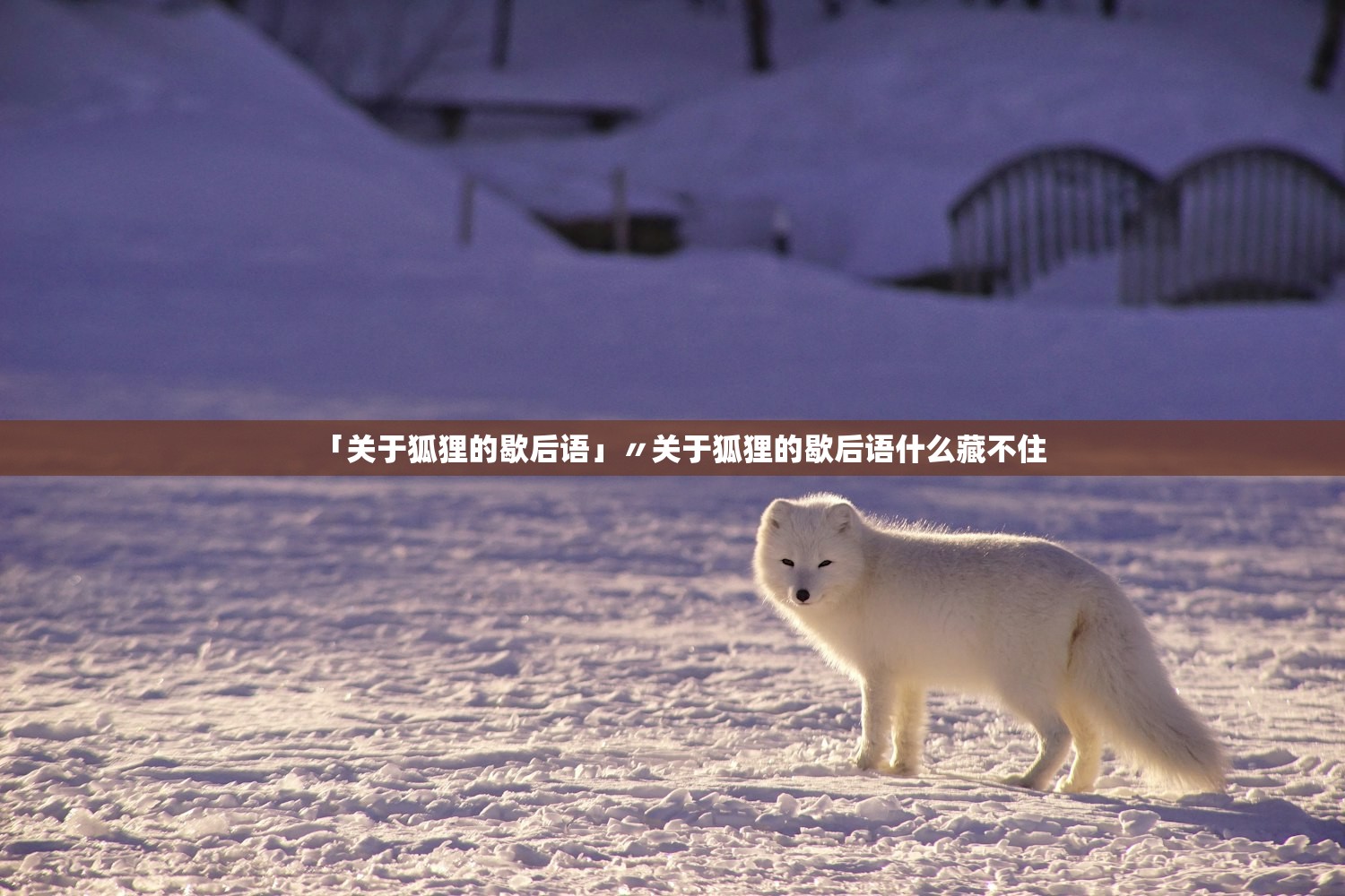 「关于狐狸的歇后语」〃关于狐狸的歇后语什么藏不住