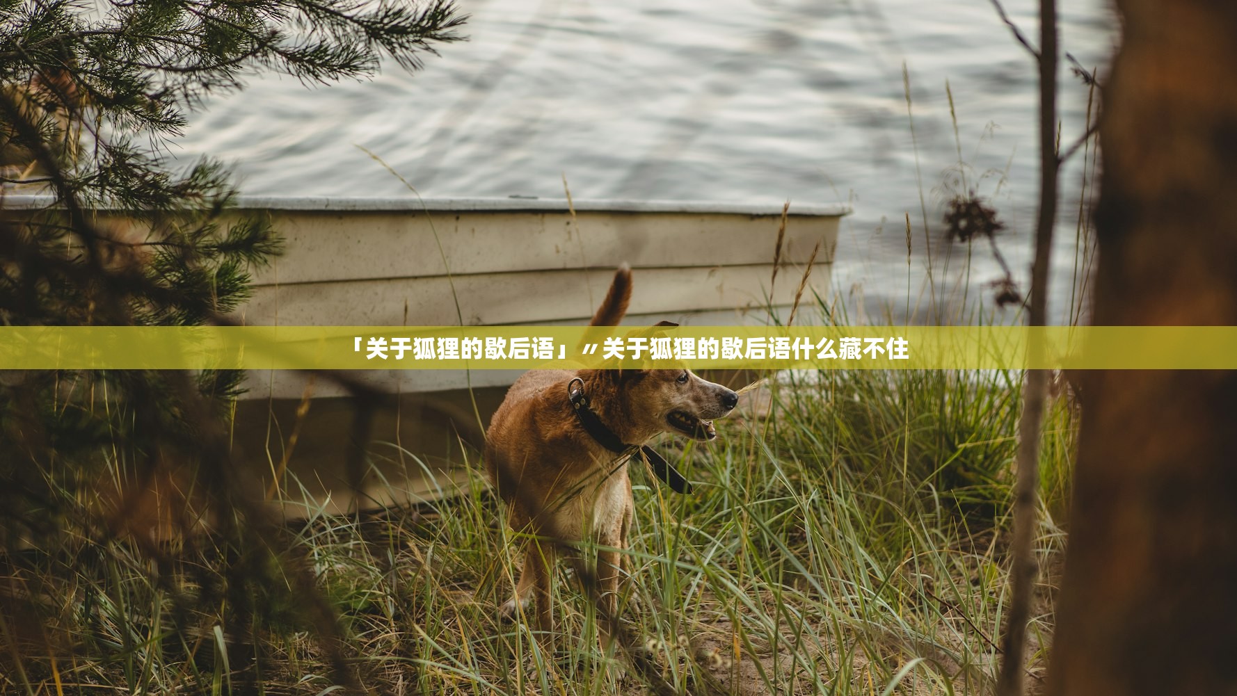 「关于狐狸的歇后语」〃关于狐狸的歇后语什么藏不住