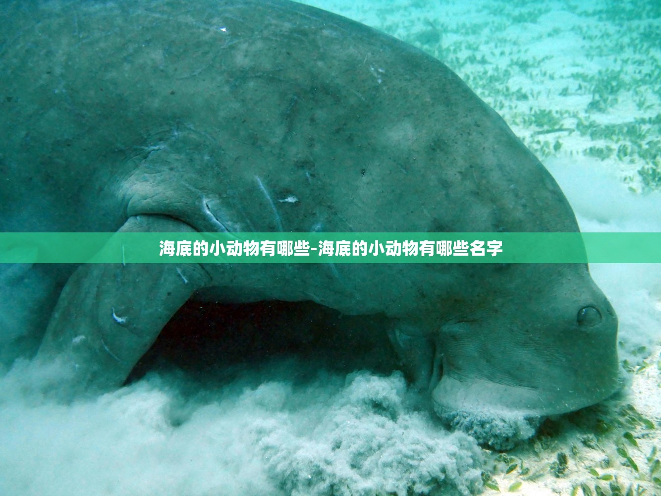 海底的小动物有哪些-海底的小动物有哪些名字