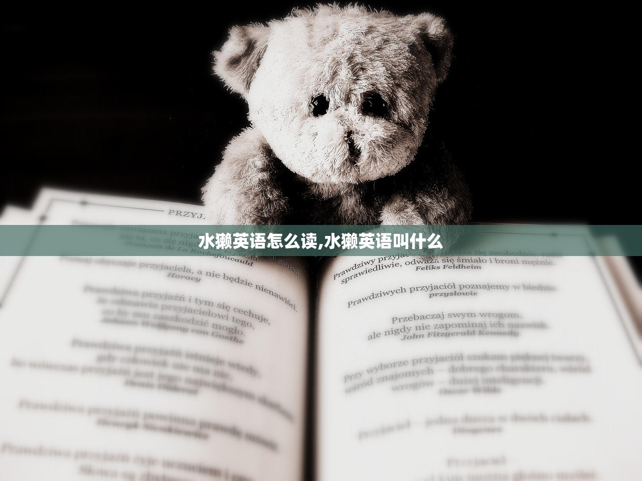 水獭英语怎么读,水獭英语叫什么