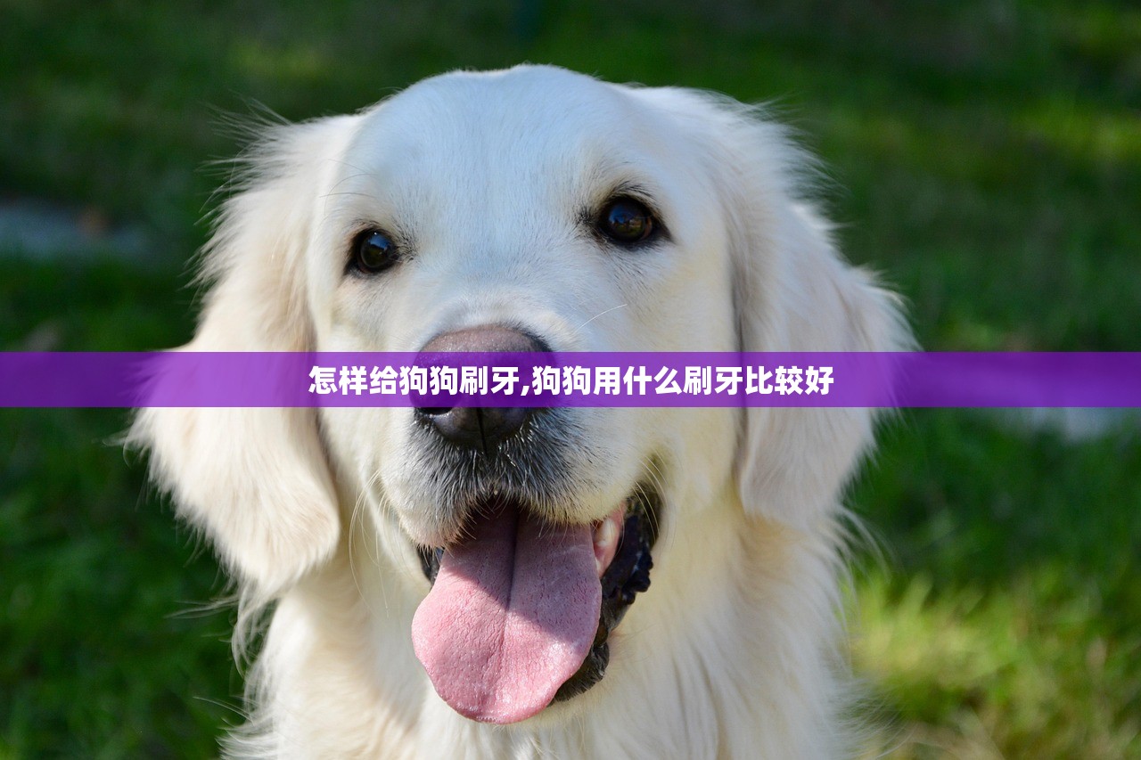 怎样给狗狗刷牙,狗狗用什么刷牙比较好