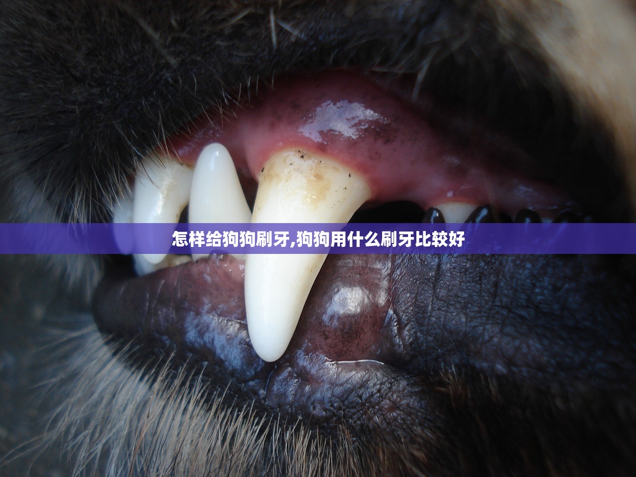 怎样给狗狗刷牙,狗狗用什么刷牙比较好