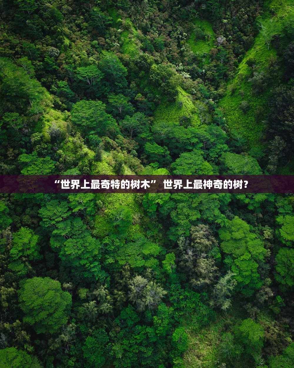 “世界上最奇特的树木	” 世界上最神奇的树？