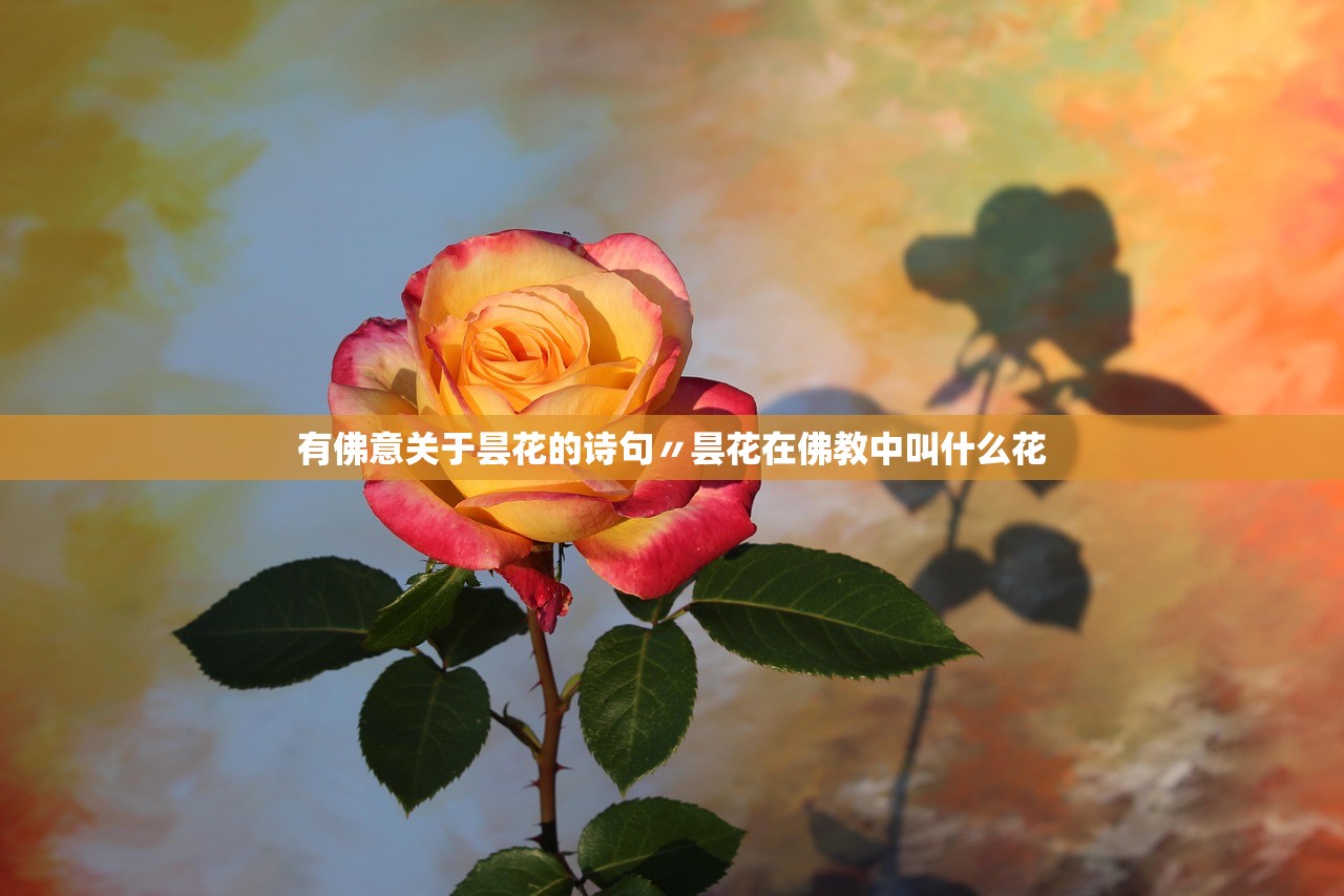 有佛意关于昙花的诗句〃昙花在佛教中叫什么花