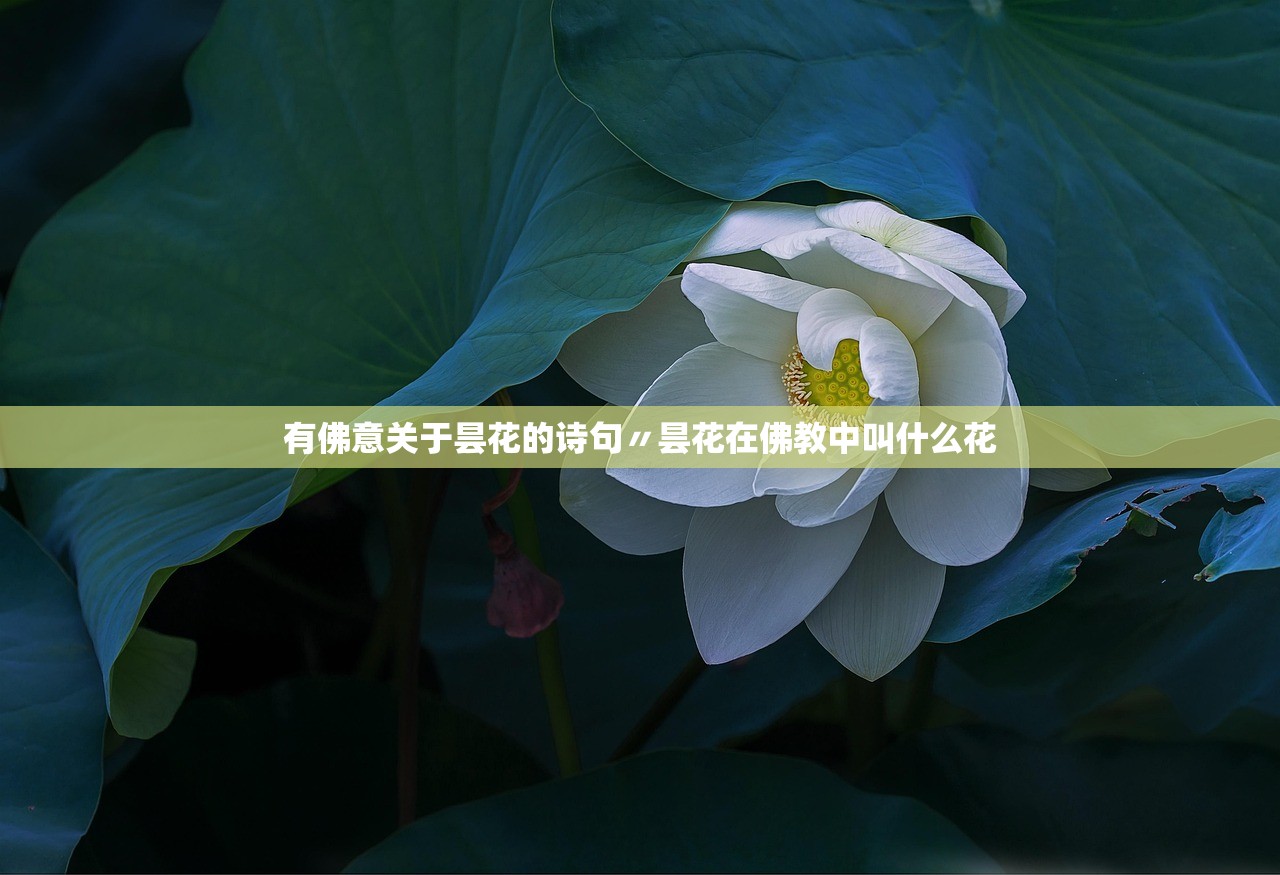 有佛意关于昙花的诗句〃昙花在佛教中叫什么花